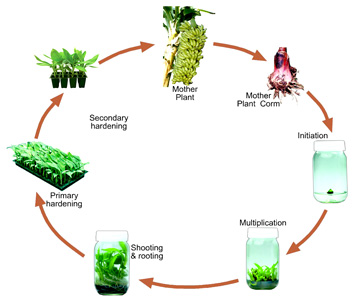 Life Cycle of Plant Tissue Culture